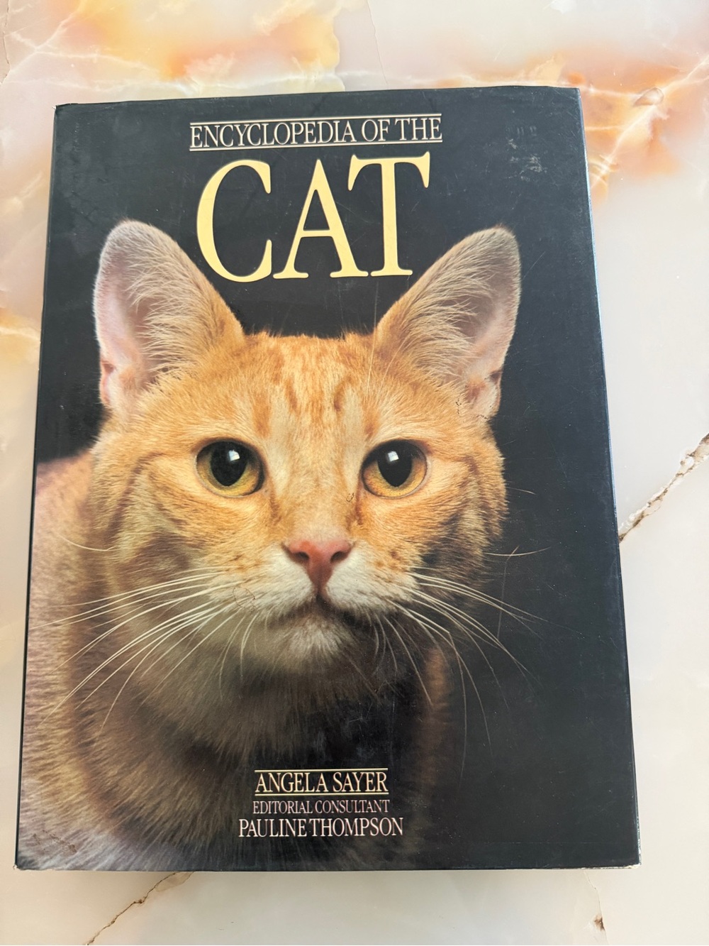 Vintage Orange Tabby Cat Portrait - Vintage